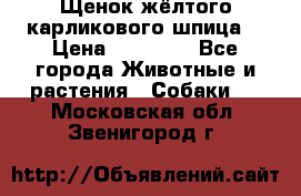 Щенок жёлтого карликового шпица  › Цена ­ 50 000 - Все города Животные и растения » Собаки   . Московская обл.,Звенигород г.